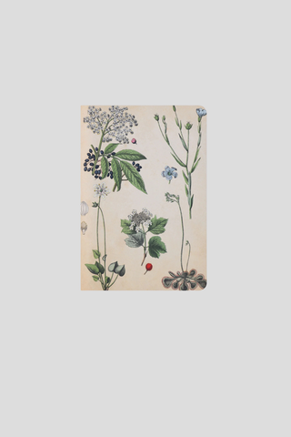 Lettuce Notebook - Field Botany